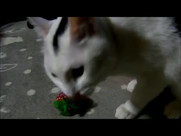 牛柄猫家族４４ ～手作りおもちゃを頂きました～