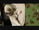 足なめ猫