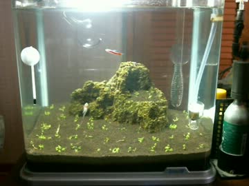 30cm水槽でキューバパールグラスの草原を目指して(リベンジ)part4