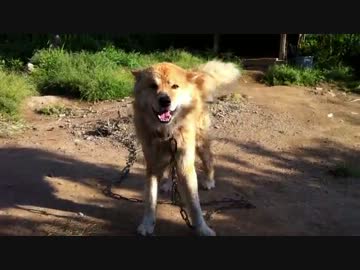 【朗報】マサムネ、永井家に帰還