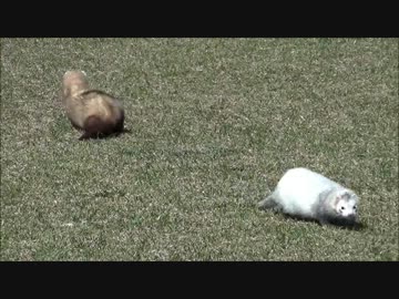 フェレットの芝放牧