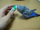 スティック糊に夢中なインコさん