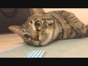 ぐりちぇる動画＊11＊「マタタビたまらんわ。」な、ぐりこたん(*ﾟдﾟ)