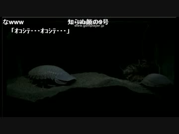 ダイオウグソクムシたん60時間生中継＠鳥羽水族館　41時間頃
