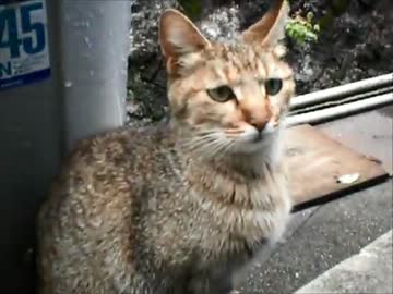 【従業猫】おどおどウラカワとタイヤの上のさつき