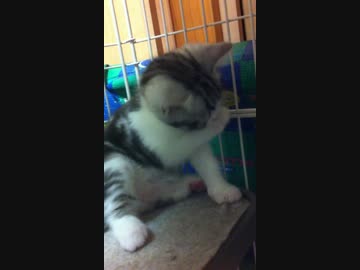 スコの赤ちゃんの日常