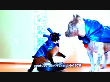 ルンバを駆使して犬と戦う猫