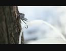 Tapping Maple Syrup