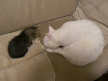 お兄ちゃん猫にかまって欲しくて仕方ない子猫