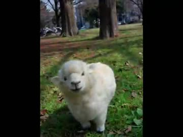 羊毛フェルトで羊作ってみた。