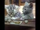 夜のまったり放送＼(^o^)／gdgdな雑談