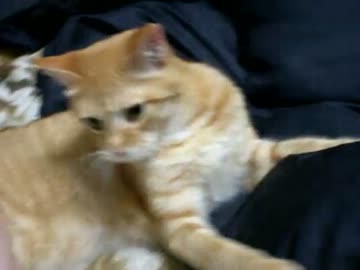 拾いねこ＠生後299/266　サムネアコさま可愛すぎる