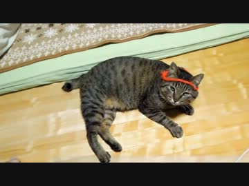 【保護猫】今日のぶーちゃん　その９【記録】