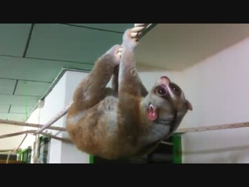 ぶらさがり淫夢君