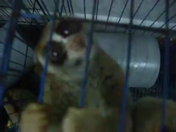 捕まった淫夢くん