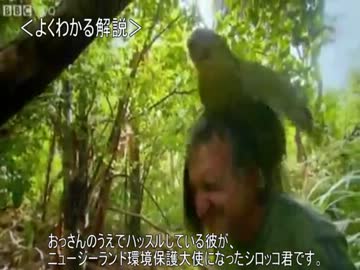 ゆっくり動物雑学「ニュージーランドでは…」