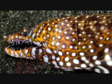 【ニコニコ巨大魚釣りダービー】 伊豆大島遠征で巨大魚を喰らう！前編