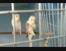 ルームメートが隣にいるのにオナニーし続けるインコ