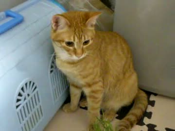 拾いねこ＠生後300/267　アコにょん生誕300日記念おめでとぉおおおおお