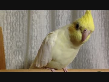 オカメと口笛を吹いてみる