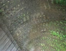 夏の自然