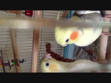 オカメと口笛を吹いてみる2