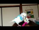 セキセイインコのお喋り「これで珠霞なんで珠霞」.wmv