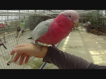 Panasonic HX-A100 @神戸花鳥園