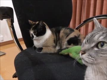 家猫日和　みかん４