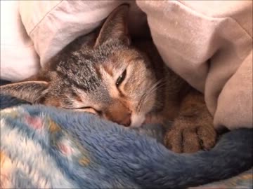 家猫日和　まめ３