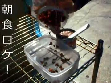 【従業猫】朝食ロケ！