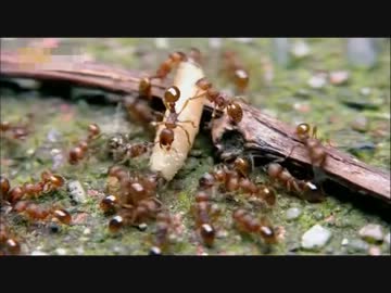 宇宙人侵略(後編)_2