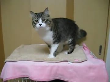 【イケメン猫】今日の３分キャット2013.5.4