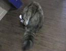猫だ！ＰＡＲＫの姉妹店？【猫だ！カフェ】その１０