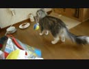 友達の家の猫様２