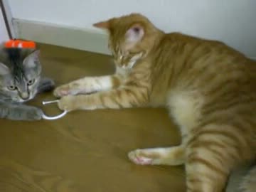 拾いねこ＠生後301/268　激アコぷんぷん丸