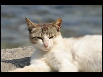 佐柳島のねこさん