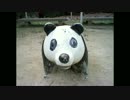 進撃のパンダ画像集