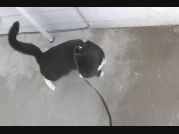 初めてお散歩に出かける猫【その５】