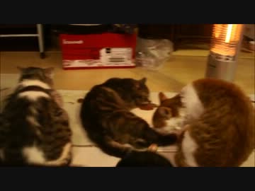 ツンギレのうちの猫どもの猫の集会に参加してみた