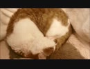 ツンギレのうちの猫のアンモニャイトに指入れてみた