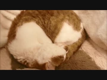 ツンギレのうちの猫のアンモニャイトに指入れてみた