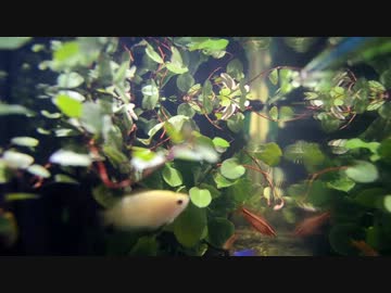 職場になんちゃってテラリウムを作ってみた　新たなる旅立ち2013