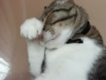 まだ散歩したくて巧妙な誤魔化しを創造した猫