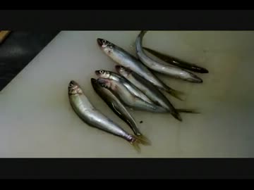 おじいちゃんとコアユ釣りに行ってきました。