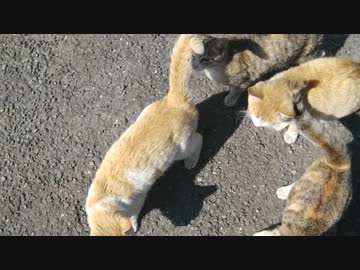 新しい職場には猫が……