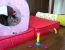 猫たちの日常　No,18　虎吉２歳のお誕生日♪