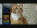ネコさんに久しぶりに遊んでもらった