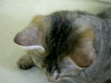 拾いねこ＠生後302/269　明日は月音様の9ヶ月記念