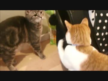 ツンギレのうちの猫はピンポンダッシュすることができる